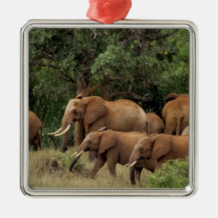 Kenya: Tsavo East National Park, herd African Metal Ornament