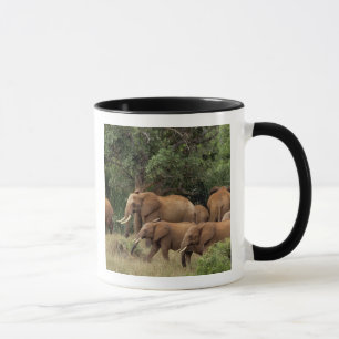 Kenya: Tsavo East National Park, herd African Mug
