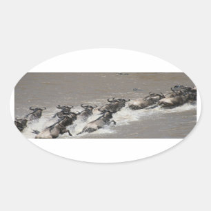 kenya wildebeest run oval sticker