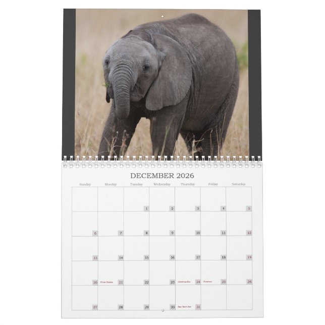 Kenya's Big 5 Calendar (Dec 2026)