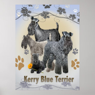 Kerry Blue Terrier Posters and Prints