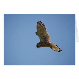 Kestrel