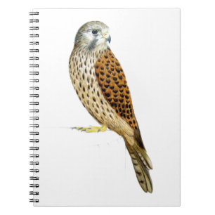 Kestrel 2011 notebook