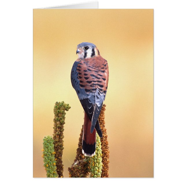 Kestrel, Falco sparverius, Native to US & Canada (Front)