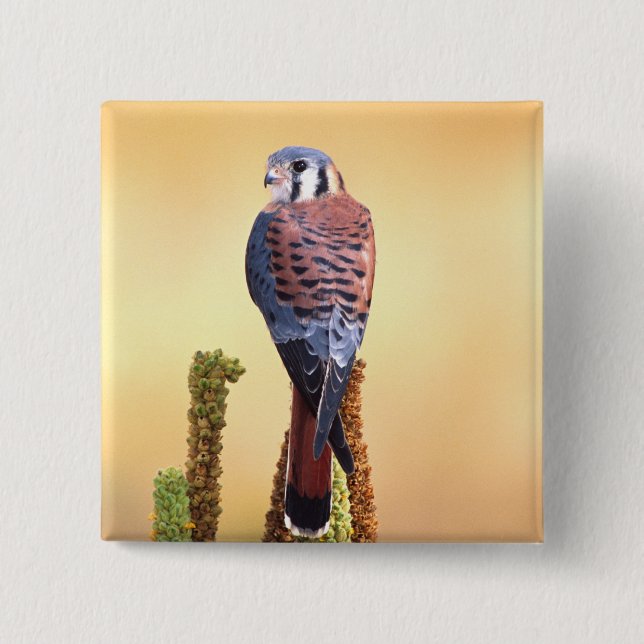 Kestrel, Falco sparverius, Native to US & Canada 2 Inch Square Button (Front)