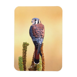 Kestrel, Falco sparverius, Native to US & Canada Magnet