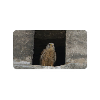 Kestrel in a small wall opening in the old church  label