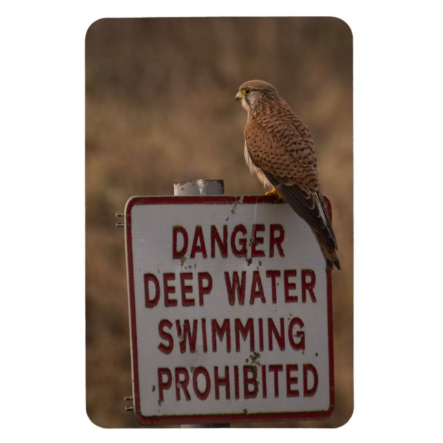 Kestrel Magnet (Vertical)