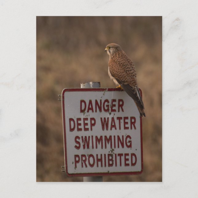 Kestrel Postcard (Front)