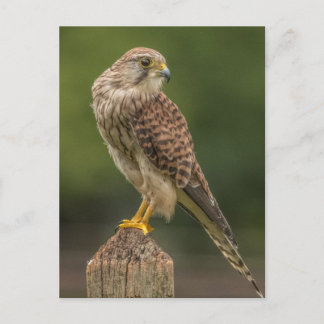 Kestrel Postcard