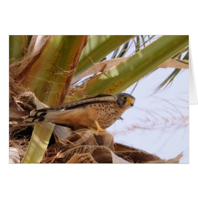Kestrel, Turmfalke, falco tinnunculus (Front Horizontal)