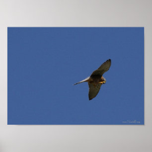Kestrel, Turmfalke, falco tinnunculus Poster