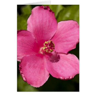 Ketmie rose