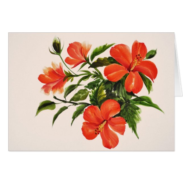 Ketmie rouge chaude (Devant horizontal)