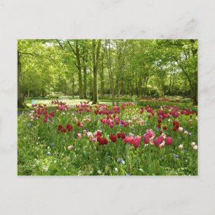 Keukenhof 2 postcard