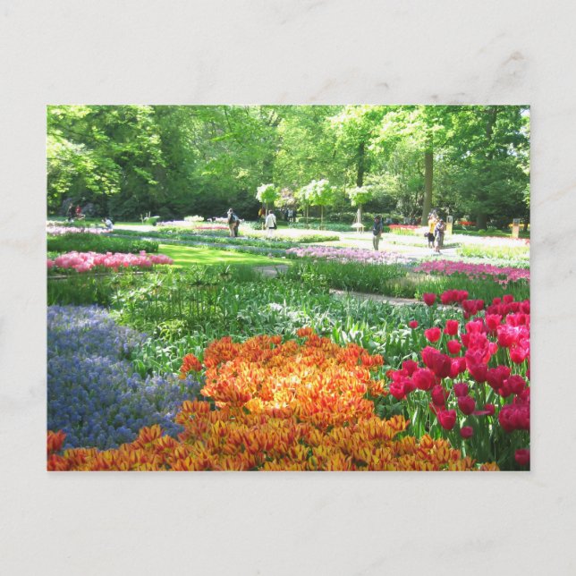 Keukenhof garden - Holland postcard (Front)