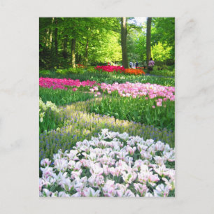 Keukenhof garden - Holland postcard