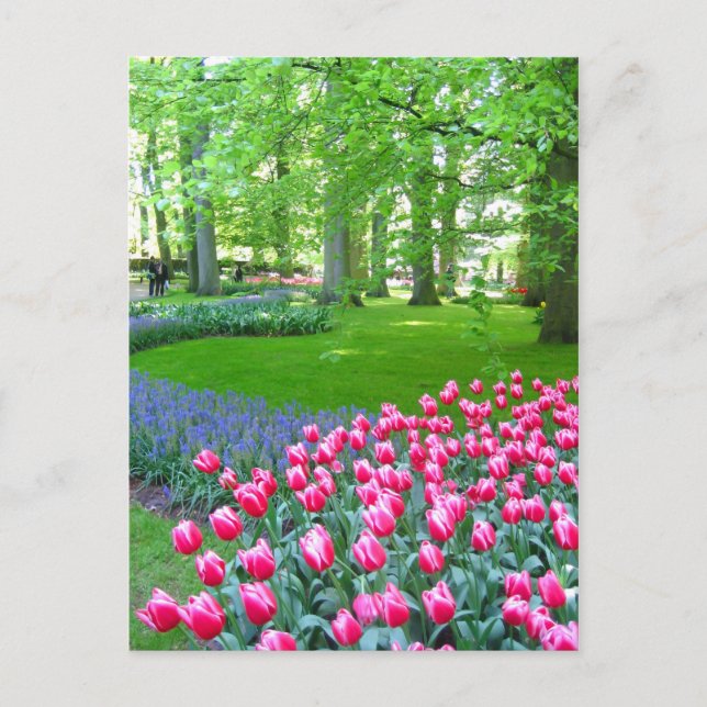 Keukenhof garden - Holland postcard (Front)