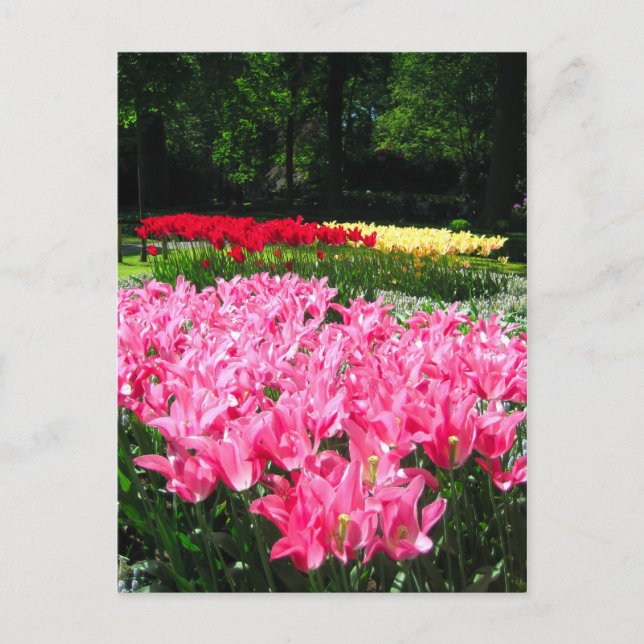 Keukenhof garden - Holland postcard (Front)