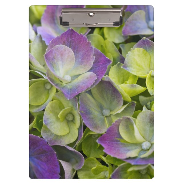 Keukenhof Garden Hydrangea Clipboard (Front)