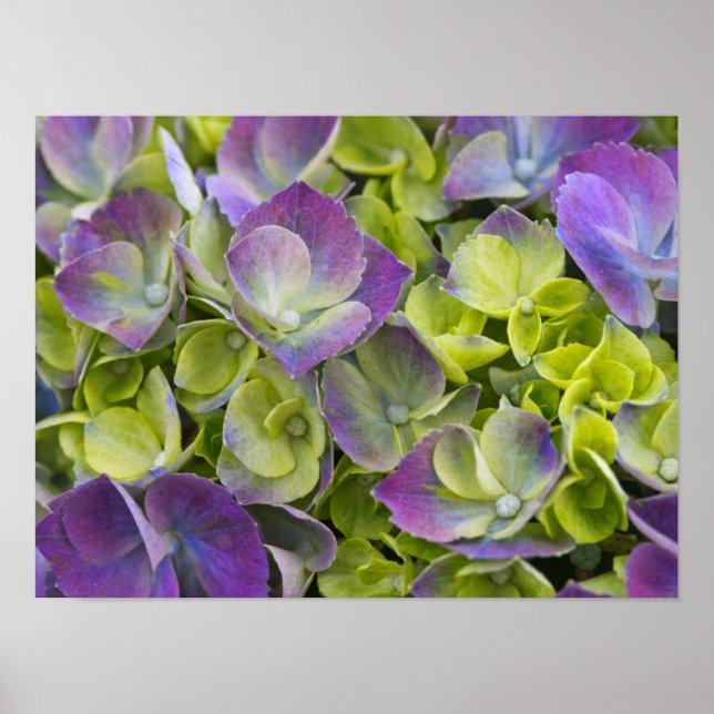 Keukenhof Garden Hydrangea Poster (Front)