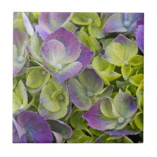 Keukenhof Garden Hydrangea Tile