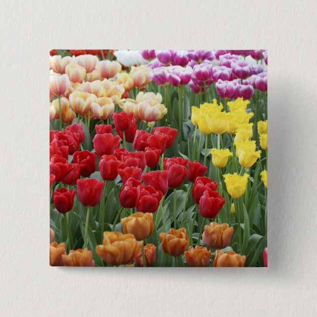 Keukenhof Gardens, Holland, specializes in 2 2 Inch Square Button (Front)