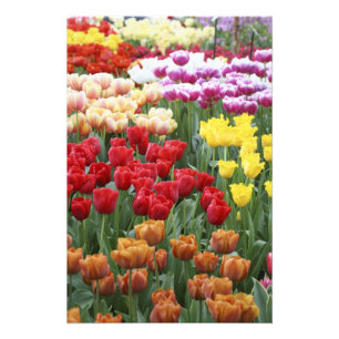 Keukenhof Gardens, Holland, specializes in 2 Photo Print