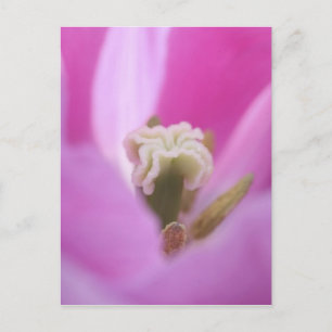Keukenhof Gardens, Holland, specializes in 3 Postcard
