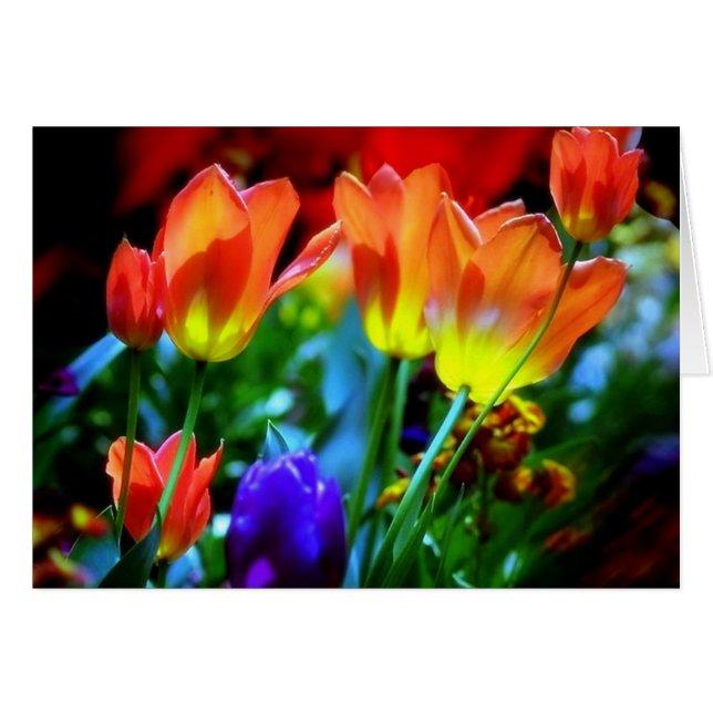 KEUKENHOF GARDENS, LISSE HOLLAND (Front Horizontal)