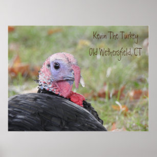 Kevin The Turkey - Old Wethersfield Poster