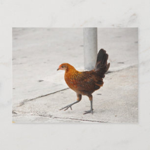 Key West Chicken On Sidewalk Florida Postcard