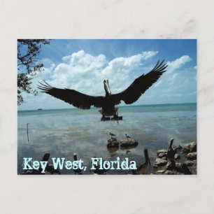 Key West Florida Pelican Wildlife Post Card Photo