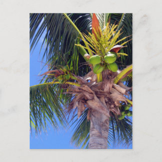 Key West Palm - Carte postale