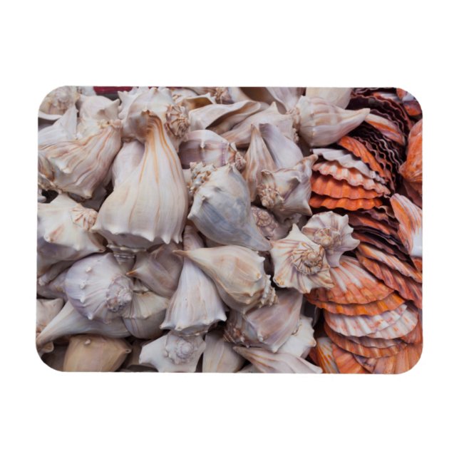 Key West, seashells Magnet (Horizontal)