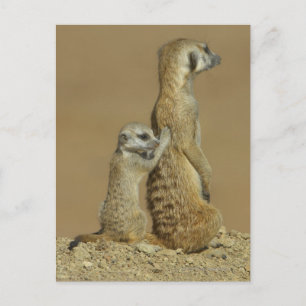 Kgalagadi National Park, Botswana, Africa Postcard