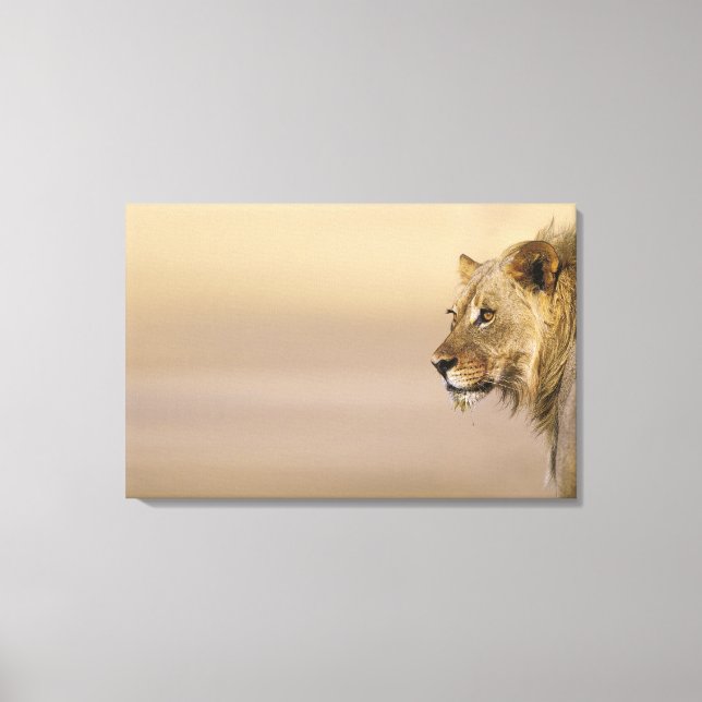 Kgalagadi Transfrontier Park, Northern Cape Canvas Print (Front)