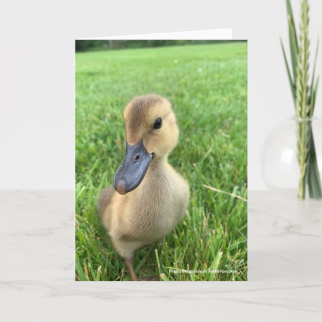 Khaki Appleyard Duckling Card (Front)