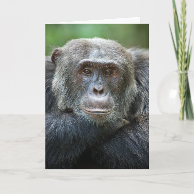 Kibale Chimpanzee Carte de voeux - Portrait mascul (Devant)