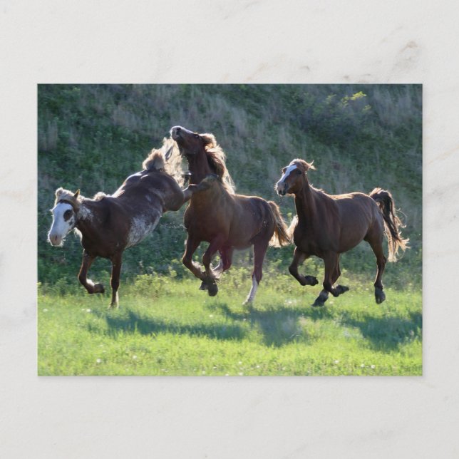 Kicking horse postcard (Front)