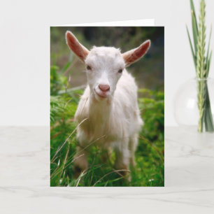 Kid Goat Card