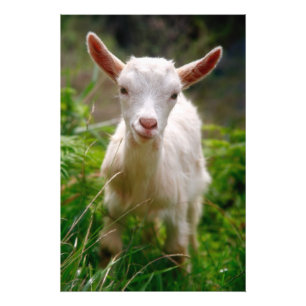 Kid Goat Photo Print