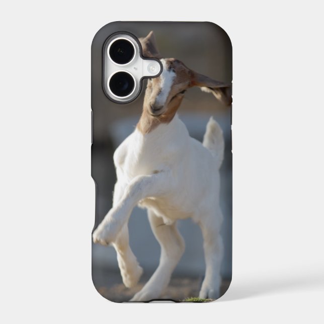 Kid Goat Playing (Back)