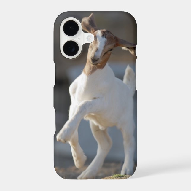 Kid Goat Playing (Back)