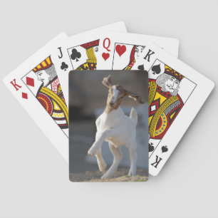 Kid Goat Playing Cards