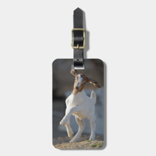 Kid Goat Playing Luggage Tag