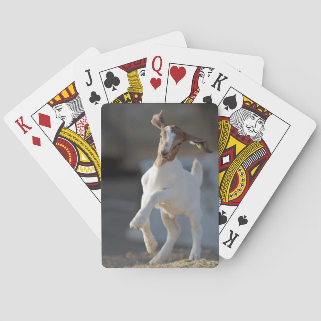 Kid Goat Playing Playing Cards (Back)