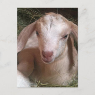 Kid Goat Postcard