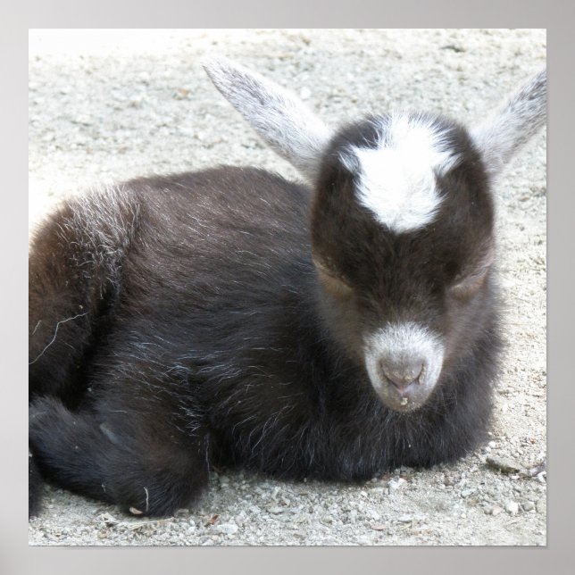 Kid Goat Poster (Front)