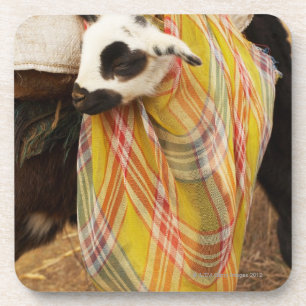 Kid in a saddlebag coaster